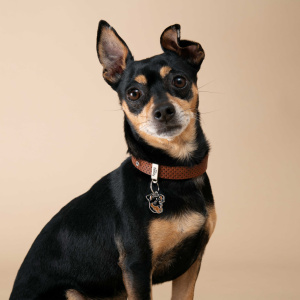 תג שם PINSCHER BLACK