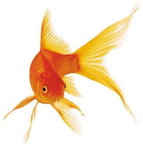 דג זהב קומט