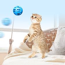 משחק לחתול עיגול עם כדור מסתובב וציפור פאוויס